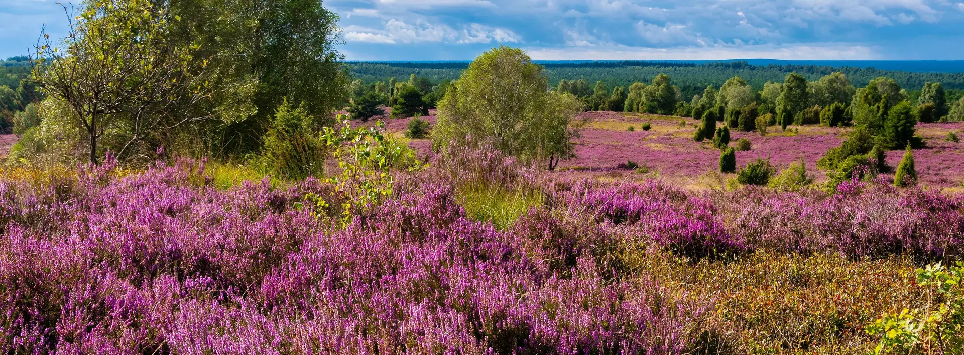 Die Lüneburger Heide in voller Blüte mit lila Heideblüten