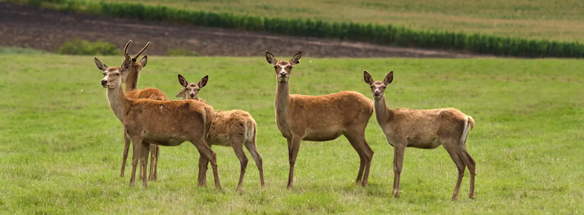 im Urlaub auf dem Bauernhof Wildtiere beobachten