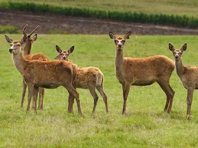 im Urlaub auf dem Bauernhof Wildtiere beobachten