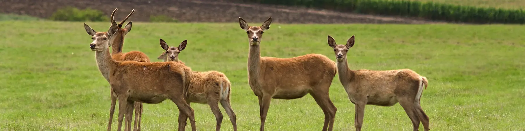 im Urlaub auf dem Bauernhof Wildtiere beobachten