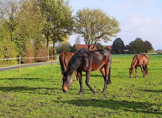Urlaub mit Kindern auf dem Reiterhof im Münsterland