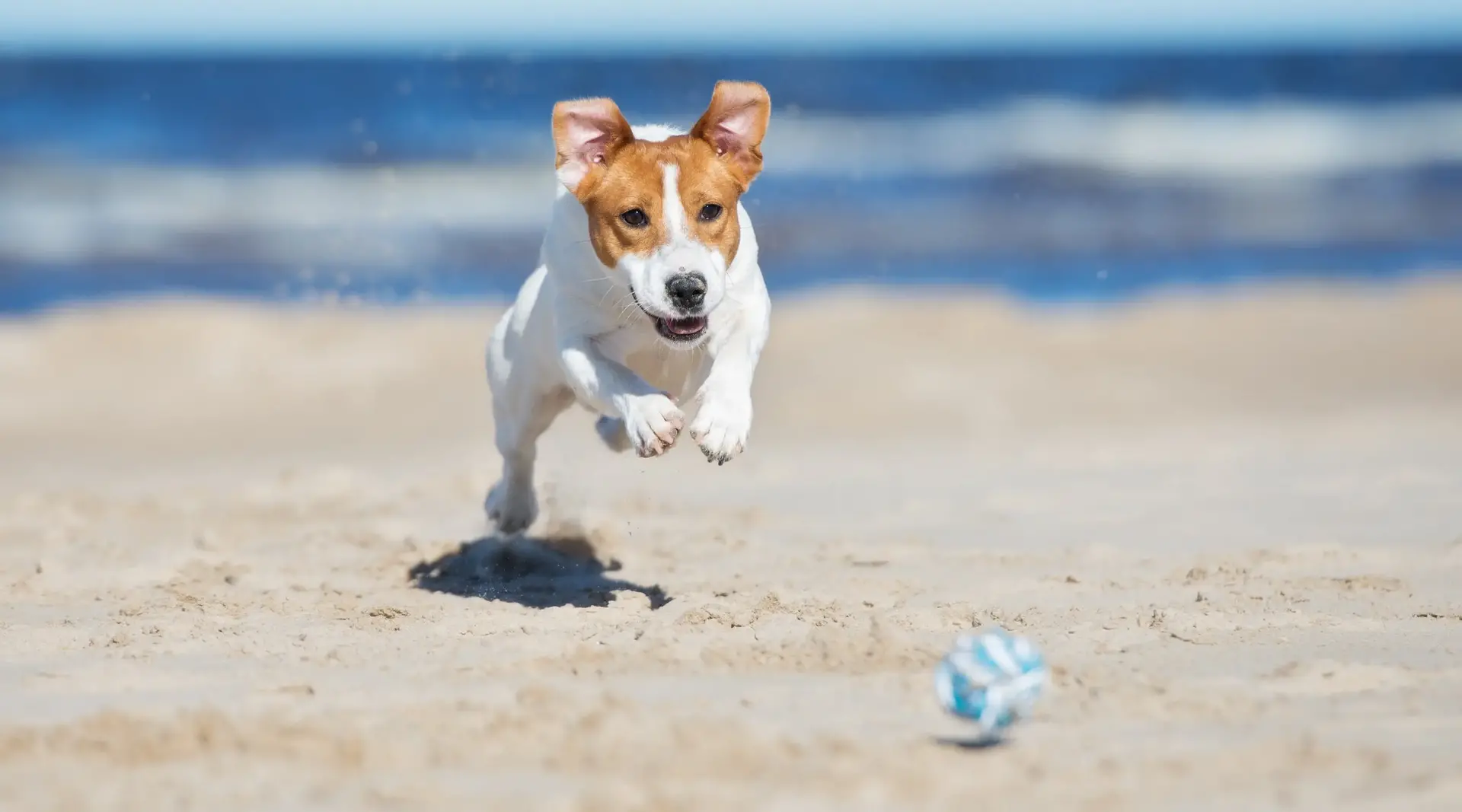 Jack Russell Terrier Hund spielt mit blauem Ball am Sandstrand