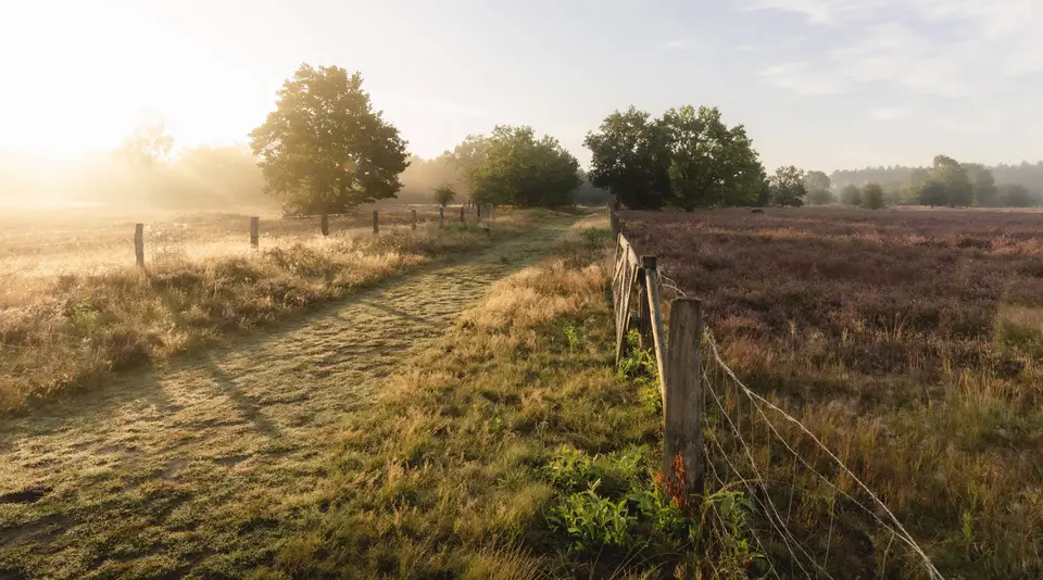 Heidelandschaft bei Stade – Lila Heide im Morgennebel - © framedventures, Adobe Stock Lila blühende Heidelandschaft bei Stade im Morgenlicht mit leichtem Nebel.
