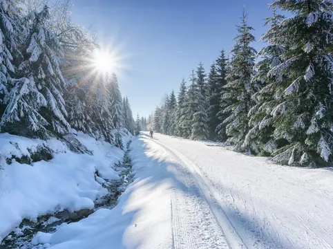 Wintertag im Wald - © msnobosy, Adobe Stock alt="Weg in verschneiten Wald an einem sonnigen Tag im Winter"