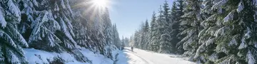 Weg in verschneiten Wald an einem sonnigen Tag im Winter