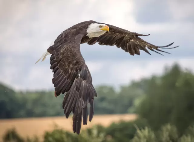 im Urlaub die Mecklenburgische Schweiz entdecken und Seeadler im Naturpark Mecklenburgische Schweiz und Kummerower See beobachten