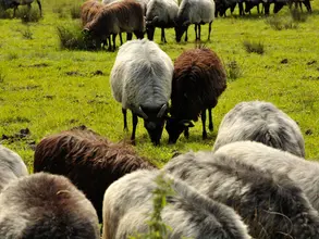 Schafherde mit weißen und braunen Schafen grast auf einer grünen Wiese.