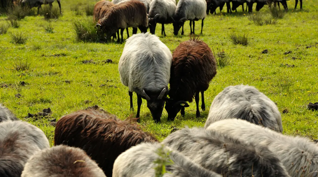 Schafherde mit weißen und braunen Schafen grast auf einer grünen Wiese.