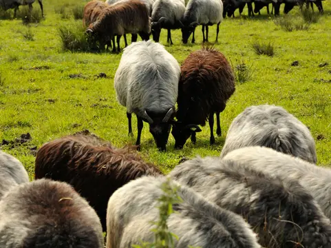 alt="Schafherde mit weißen und braunen Schafen grast auf einer grünen Wiese."