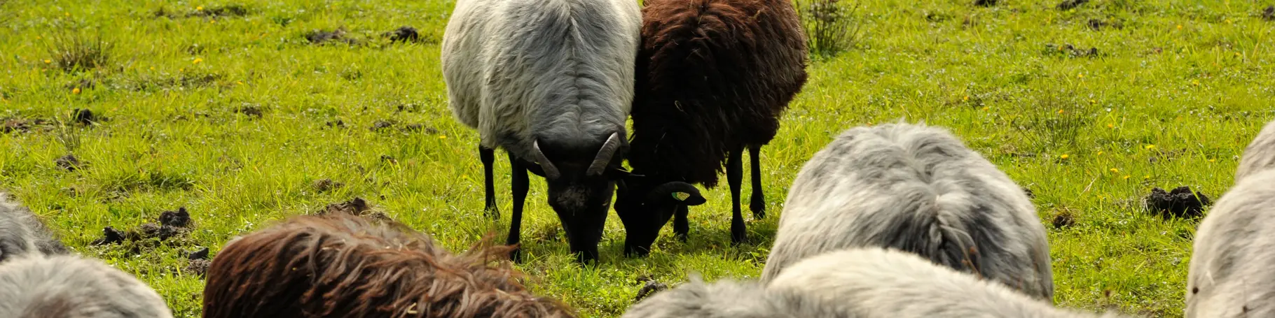 Schafherde mit weißen und braunen Schafen grast auf einer grünen Wiese.