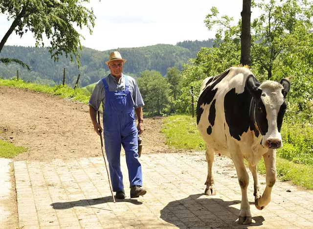 im Urlaub auf dem Bauernhof in Baden-Württemberg die Kühe zum Melken von der Weide holen
