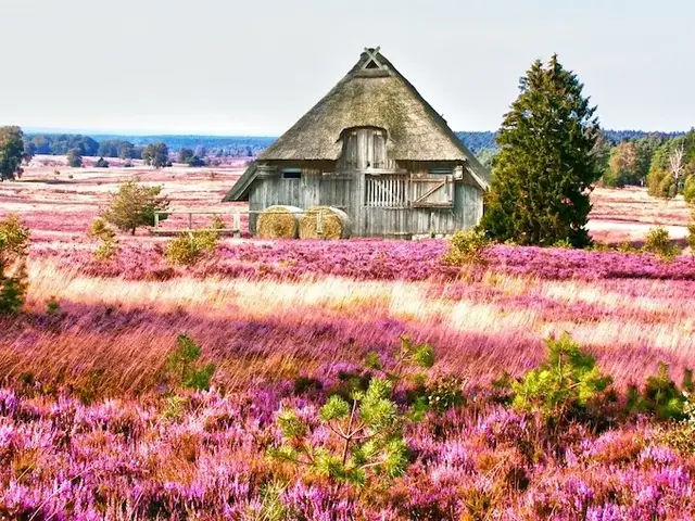 Scheune mit Reetdach in der Lüneburger Heide. 