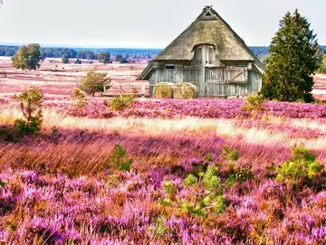 Scheune mit Reetdach in der Lüneburger Heide. - © Gabriele Rohde, AdobeStock Scheune mit Reetdach in der Lüneburger Heide.
