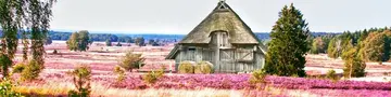 Scheune mit Reetdach in der Lüneburger Heide. - © Gabriele Rohde, AdobeStock Scheune mit Reetdach in der Lüneburger Heide.