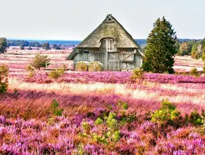 Scheune mit Reetdach in der Lüneburger Heide. 