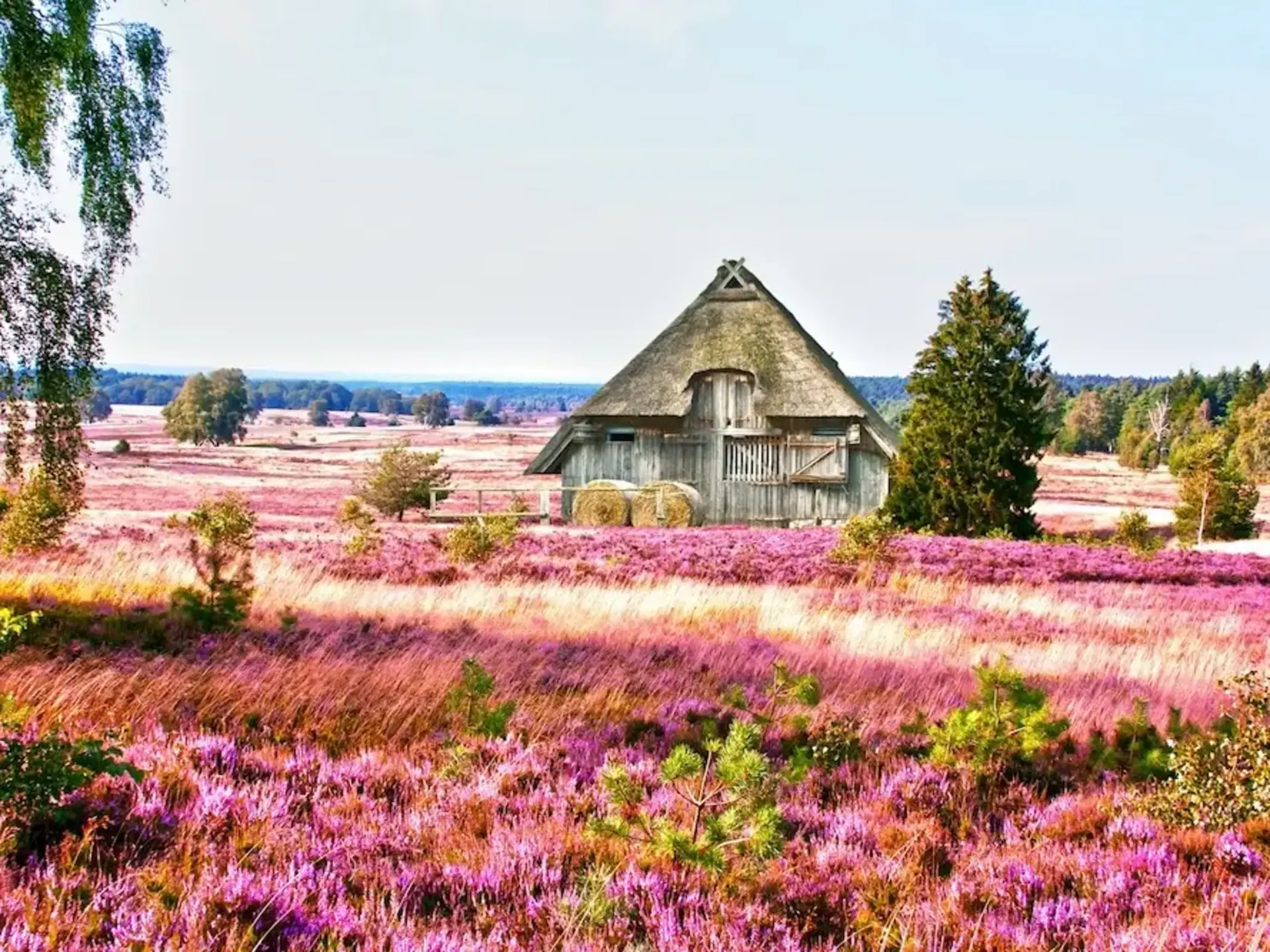 Scheune mit Reetdach in der Lüneburger Heide. 