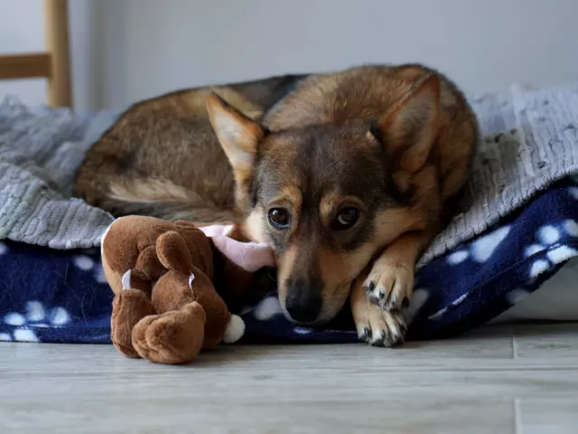 Im Urlaub mit Hund einen kuscheligen Schlafplatz finden