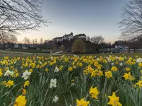 Blick auf das thronende Schloss Iburg in Niedersachsen von einer blühenden Frühjahrswiese aus