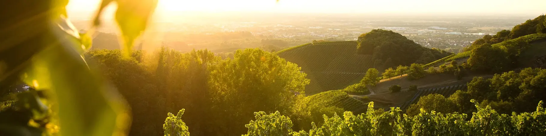 im Urlaub auf dem Weingut im Schwarzwald eine Weinbergwanderung unternehmen