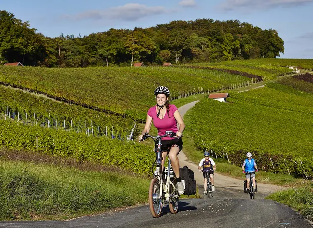 im Urlaub im Taubertal eine Radtour durch die Weinberge machen