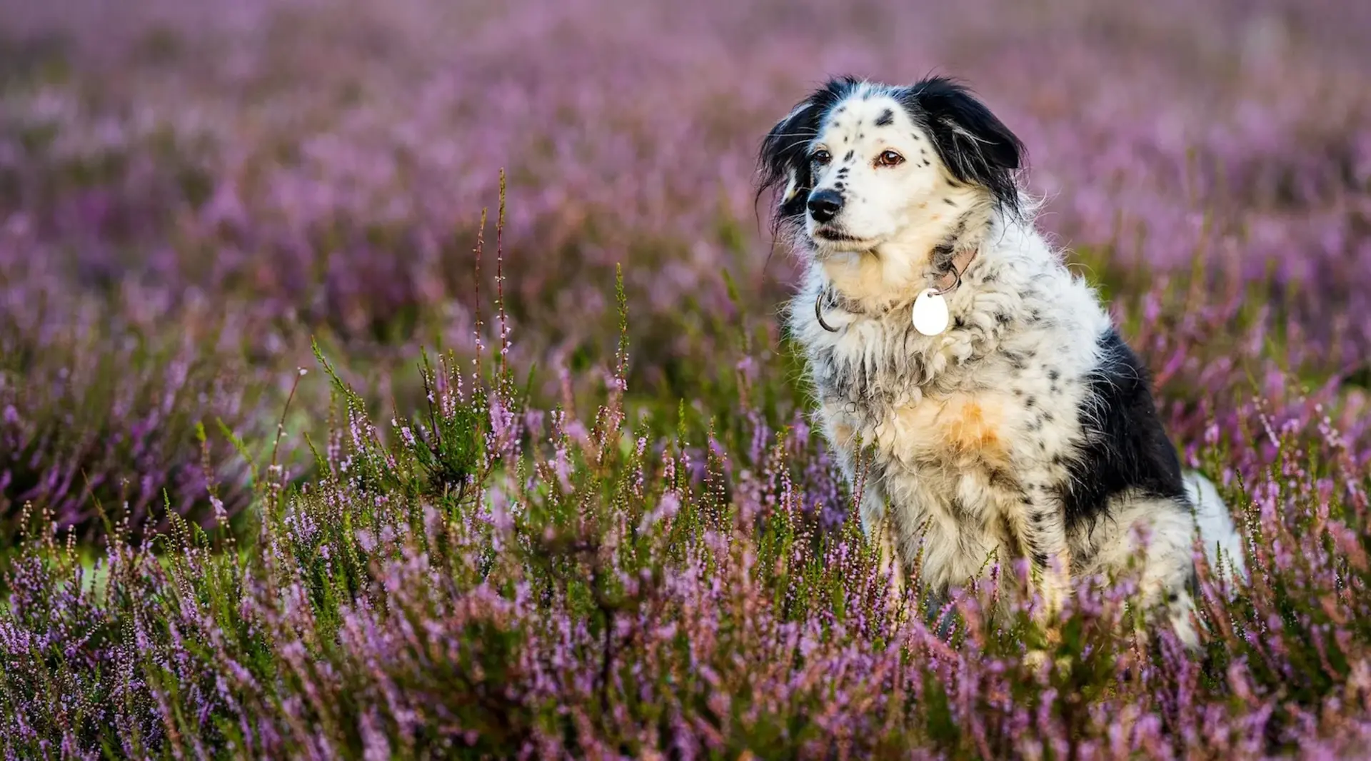 Urlaub mit Hund in der Lüneburger Heide Ein weiß-schwarzer Hund sitzt umringt von lila Heidekrautblüten in der Lüneburger Heide