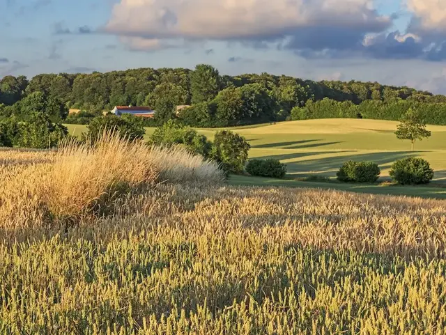 Weizenfeld im Abendlicht bei Malente – Urlaub auf dem Land in der Holsteinischen Schweiz  - © Thorsten Schier – stock.adobe.com  Ein goldenes Weizenfeld bei Malente in der Holsteinischen Schweiz leuchtet im warmen Abendlicht während eines Urlaubs auf dem Land.