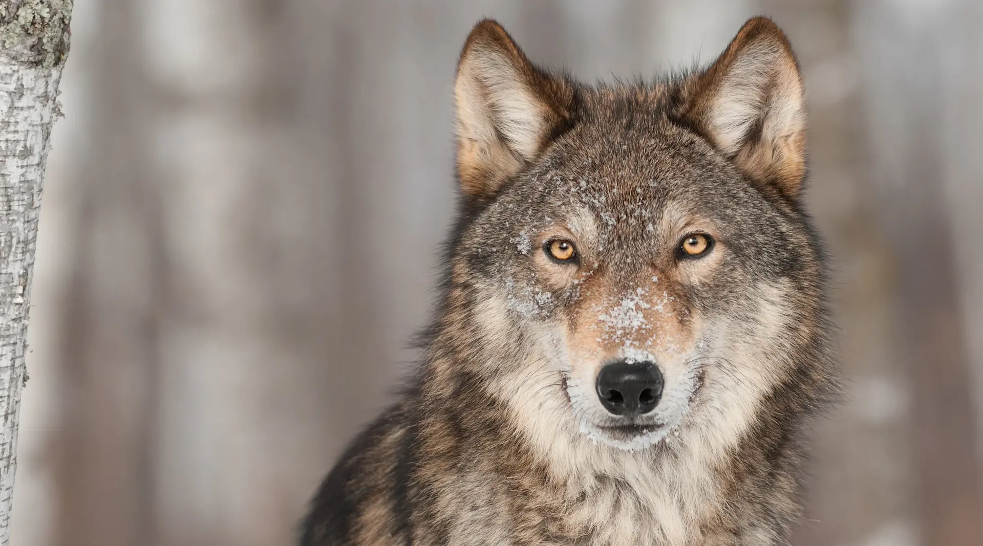 Grey Wolf (Canis lupus) Portrait - captive animal