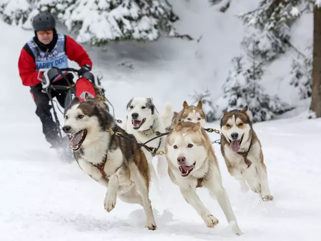 im Thüringer Wald Winterurlaub das Hundeschlittenrennen in Frauenwald besuchen