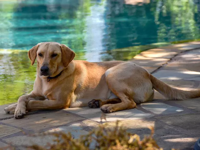 im Hundeurlaub eine Pause am Wasser einlegen