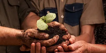 farmers family hands holding a fresh young plant dirty hands of a farmer's family, holding a young plant,concept of environmental conservation
