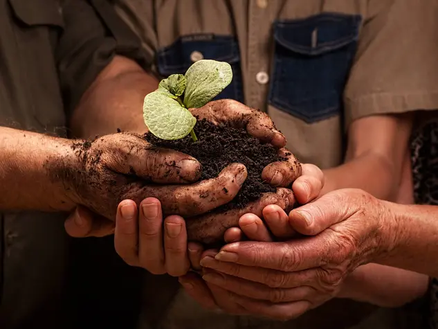 farmers family hands holding a fresh young plant dirty hands of a farmer's family, holding a young plant,concept of environmental conservation