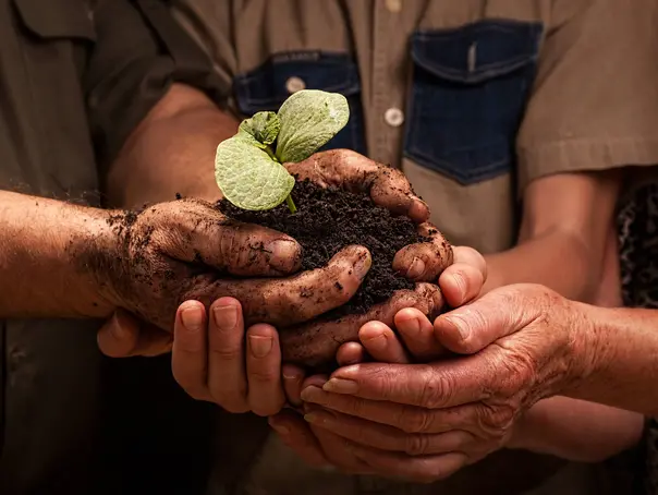 farmers family hands holding a fresh young plant dirty hands of a farmer's family, holding a young plant,concept of environmental conservation