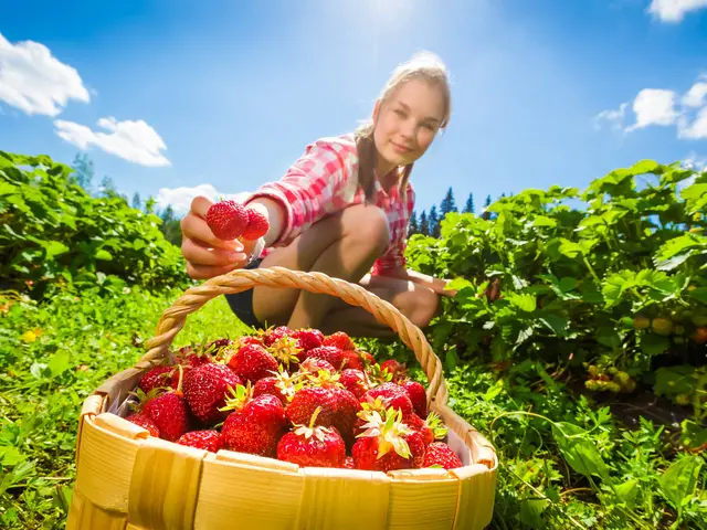 Mädchen pflückt frische Erdbeeren auf einem Erdbeerfeld während eines Urlaubs auf dem Obsthof.