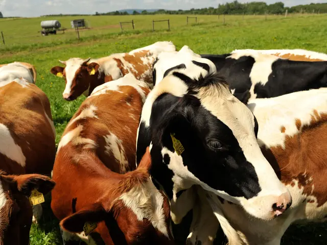Bunte Kühe Schwarz-weiß und Braun-weiß gefleckte Kühe stehen dicht gedrängt auf einer Weide und schauen neugierig zum Fotografen.