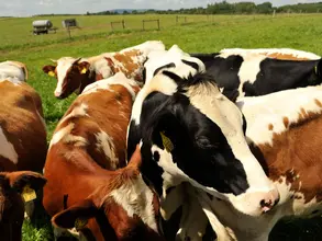 Schwarz-weiß und Braun-weiß gefleckte Kühe stehen dicht gedrängt auf einer Weide und schauen neugierig zum Fotografen.