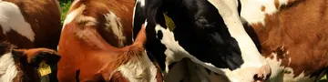 Schwarz-weiß und Braun-weiß gefleckte Kühe stehen dicht gedrängt auf einer Weide und schauen neugierig zum Fotografen.