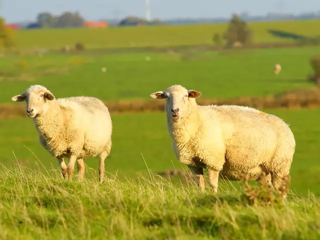 im Urlaub auf dem Bauernhof in Dithmarschen Schafe auf dem Deich beobachten