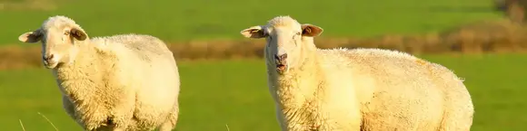 im Urlaub auf dem Bauernhof in Dithmarschen Schafe auf dem Deich beobachten