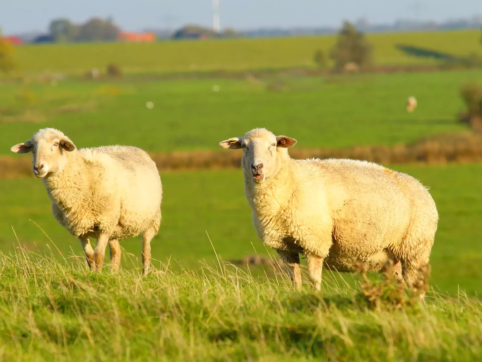 im Urlaub auf dem Bauernhof in Dithmarschen Schafe auf dem Deich beobachten