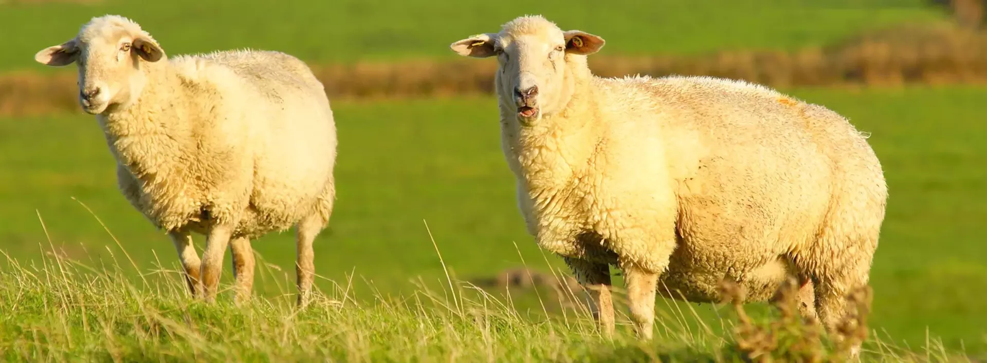 im Urlaub auf dem Bauernhof in Dithmarschen Schafe auf dem Deich beobachten