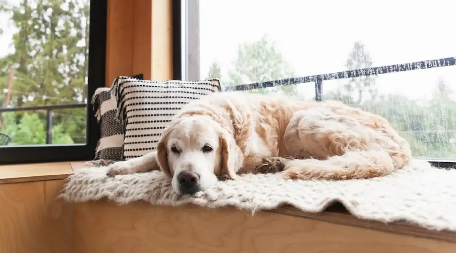 Ein Hund liegt auf einer Decke am Fenster und schaut ruhig nach draußen.
