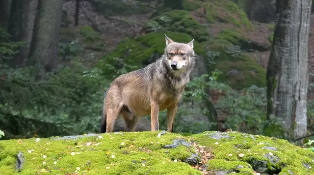 im Familienurlaub im Bayerischen Wald das Tierfreigelände in Lusen im Nationalparkzentrum besuchen