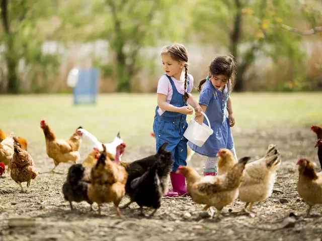 im Urlaub auf dem Kinderbauernhof bei der Hofarbeit mithelfen und Hühner füttern