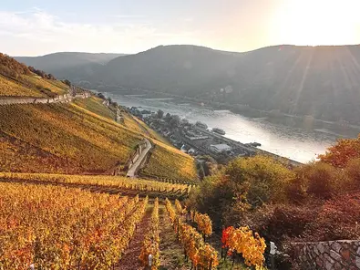 Von den Weinberge bei Assmannshausen bietet sich ein herrlicher Ausblick ins Rheingau.