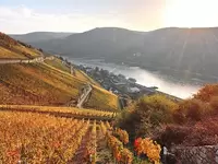 Von den Weinberge bei Assmannshausen bietet sich ein herrlicher Ausblick ins Rheingau.