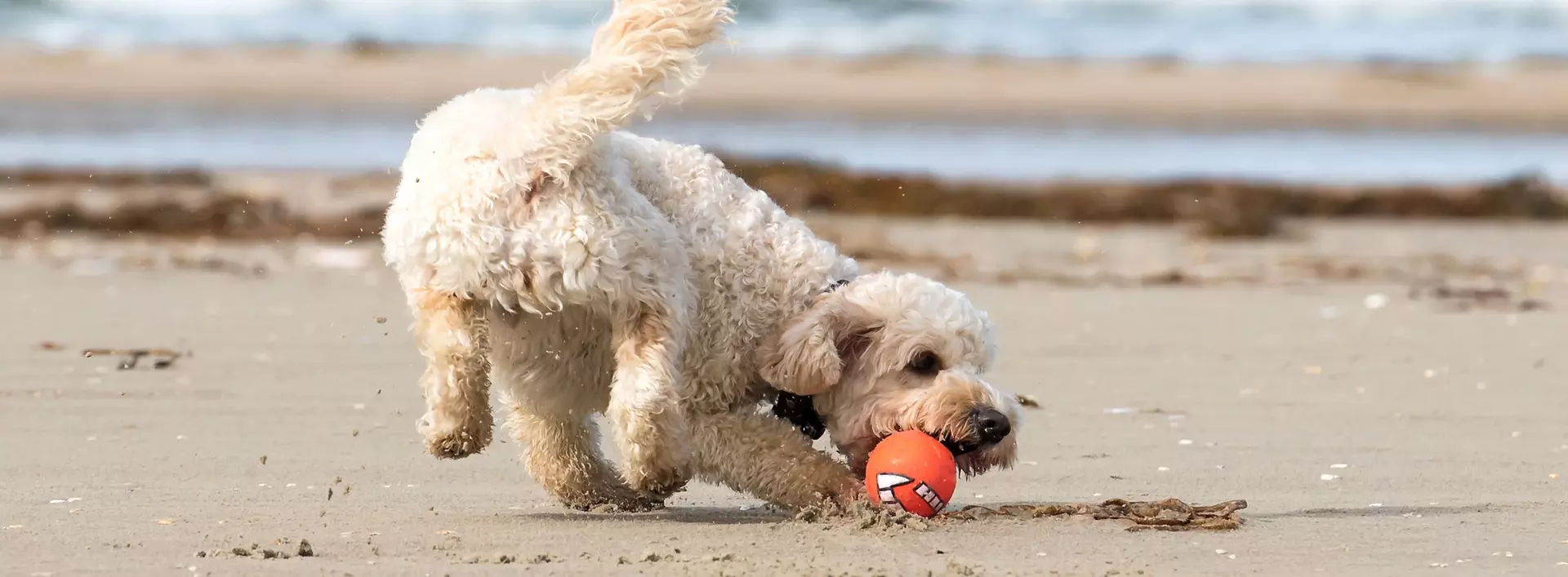 im Urlaub mit Hund an der Ostsee am Strand spielen und toben