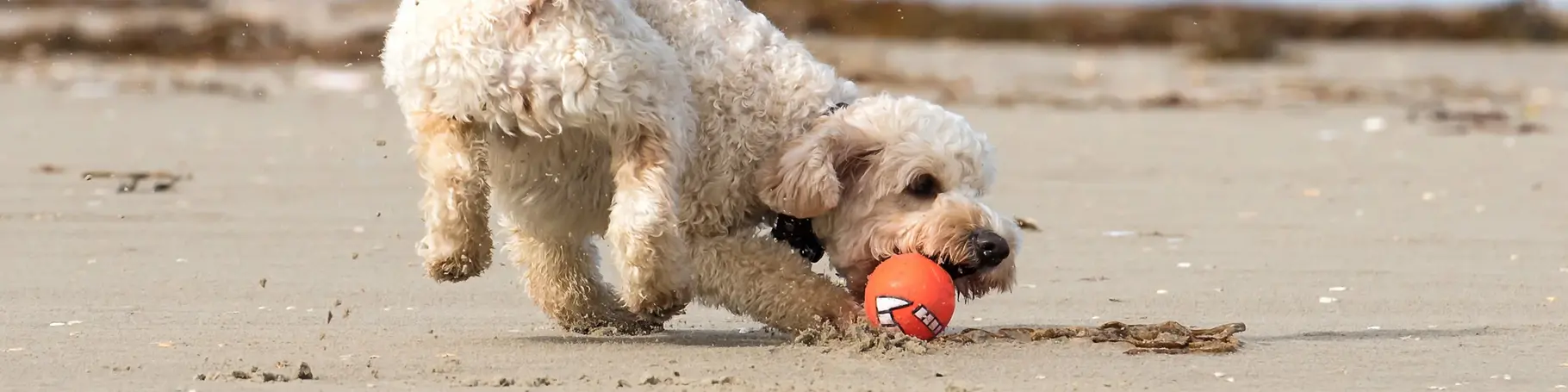 im Urlaub mit Hund an der Ostsee am Strand spielen und toben