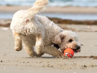 im Urlaub mit Hund an der Ostsee am Strand spielen und toben