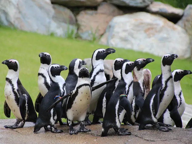 Brillenpinguine im Opel-Zoo - © Archiv Opel-Zoo, Die Brillenpinguine gehören zu den beliebtesten Bewohnern des Opel Zoos in Kronberg im Taunus.