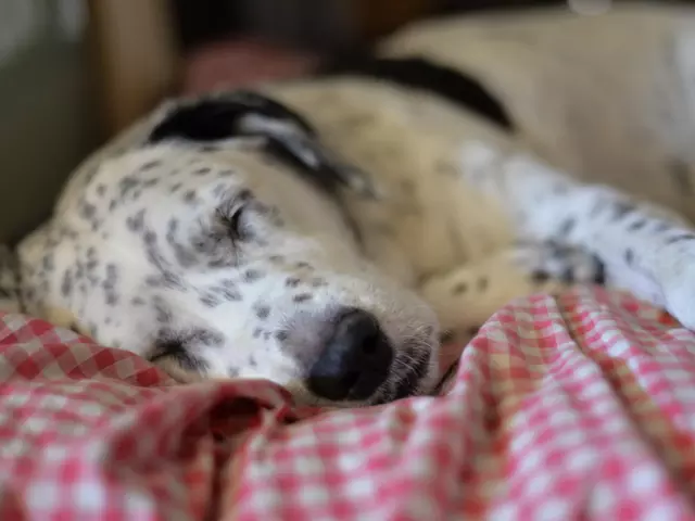 Urlaub mit Hund im Ferienhaus in Thüringen buchen.